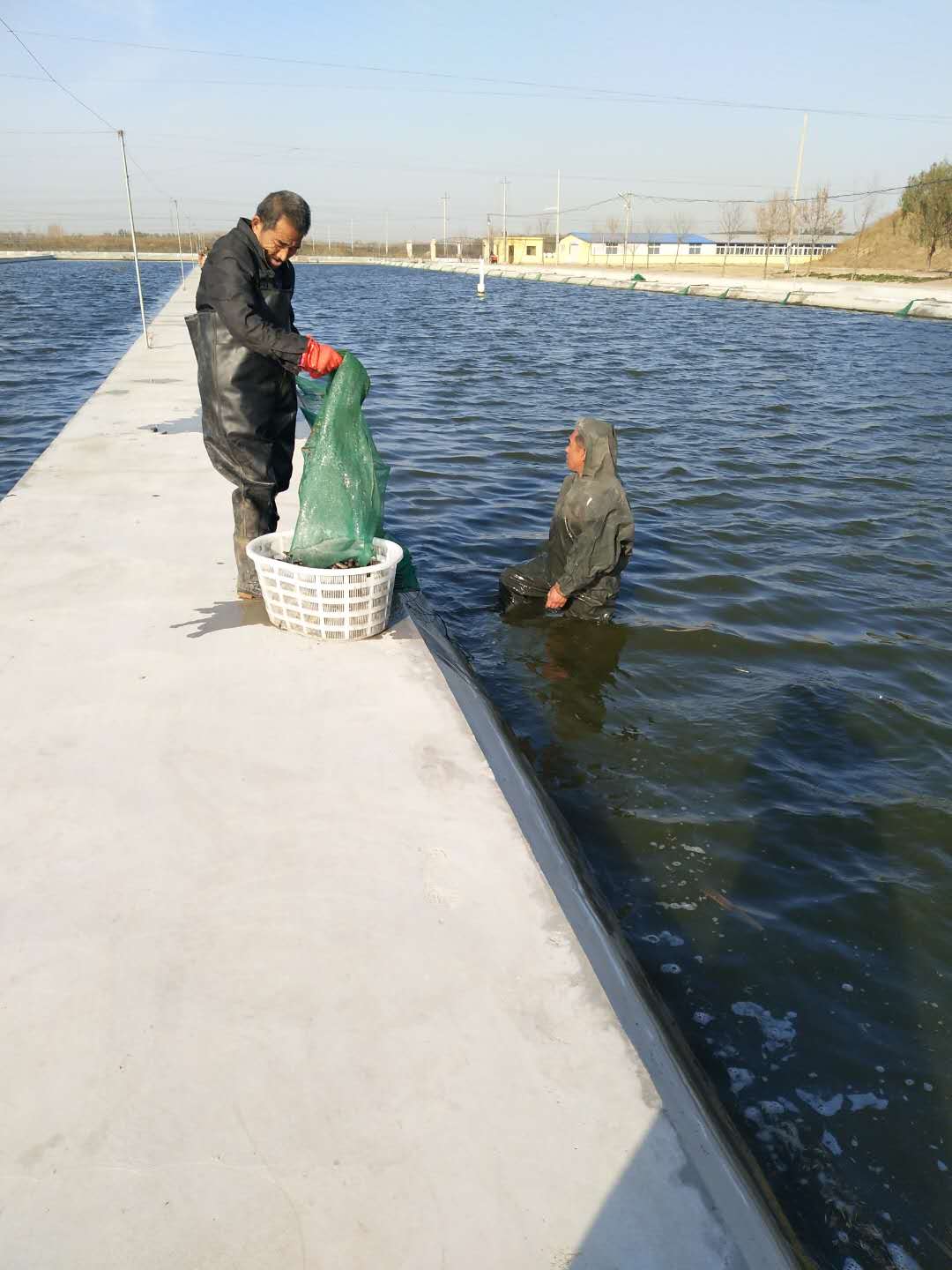 清洋湖泥鰍喜獲豐收